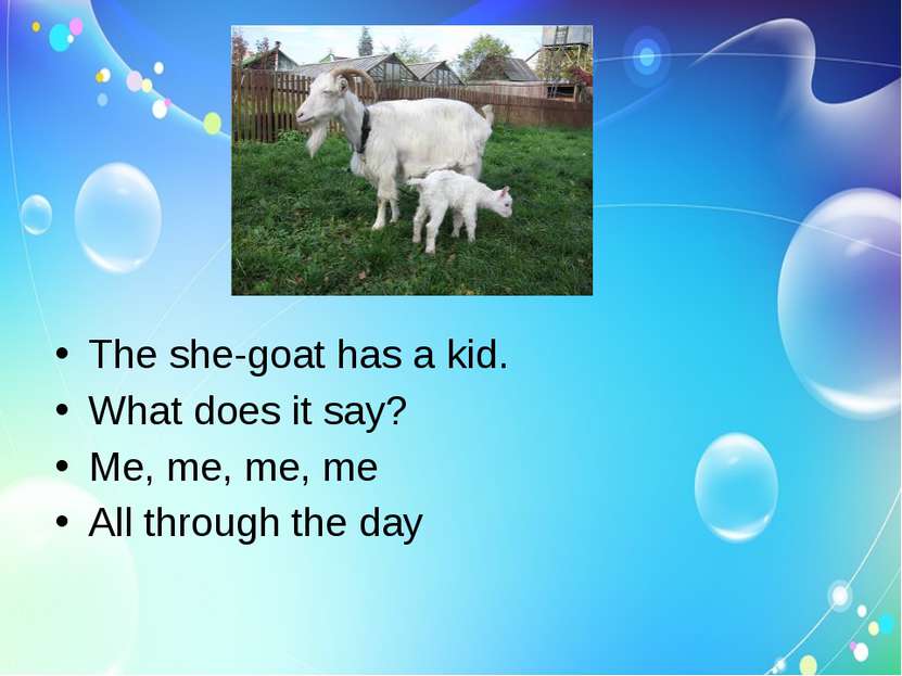 The she-goat has a kid. What does it say? Me, me, me, me All through the day