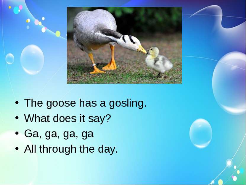 The goose has a gosling. What does it say? Ga, ga, ga, ga All through the day.