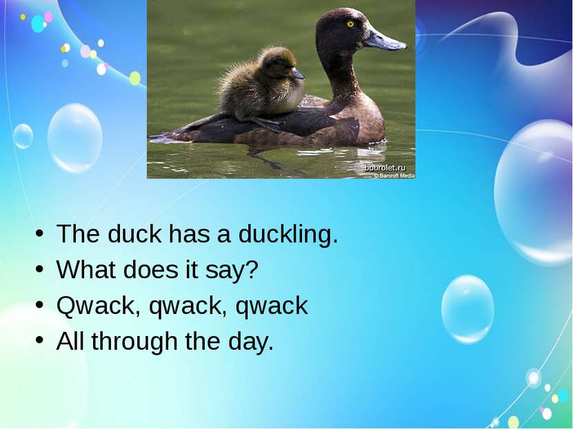 The duck has a duckling. What does it say? Qwack, qwack, qwack All through th...