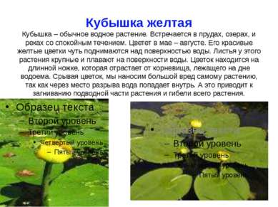 Кубышка желтая Кубышка – обычное водное растение. Встречается в прудах, озера...