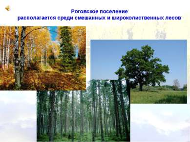 Роговское поселение располагается среди смешанных и широколиственных лесов