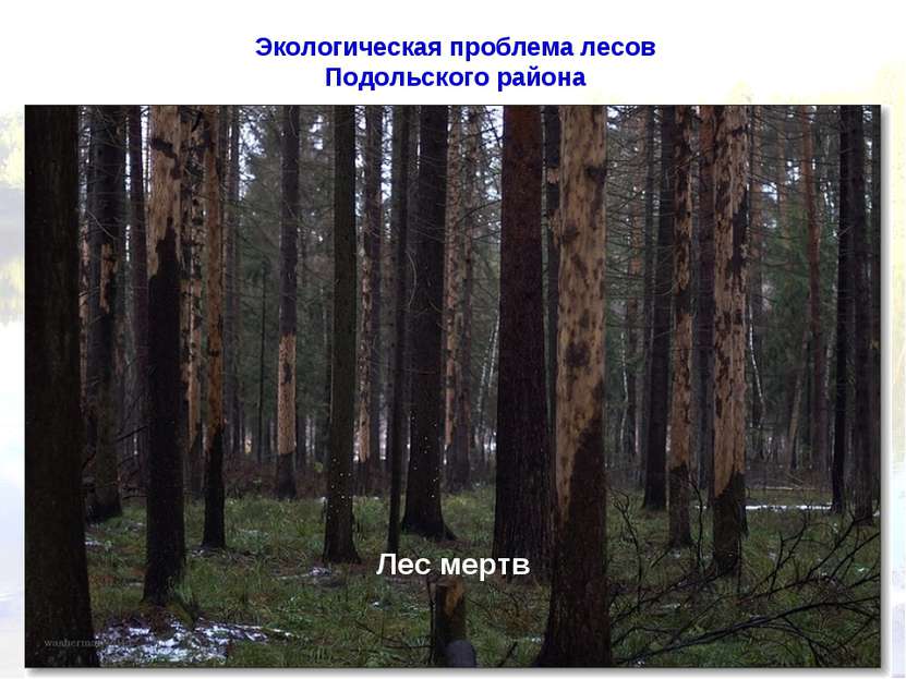 Экологическая проблема лесов Подольского района Лес мертв