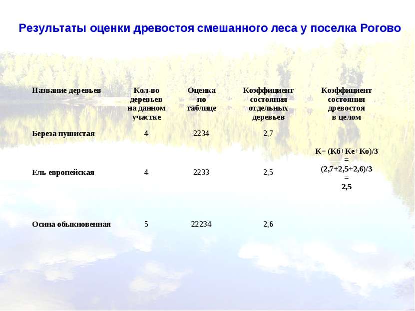 Результаты оценки древостоя смешанного леса у поселка Рогово