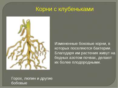 Измененные боковые корни, в которых поселяются бактерии. Благодаря им растени...