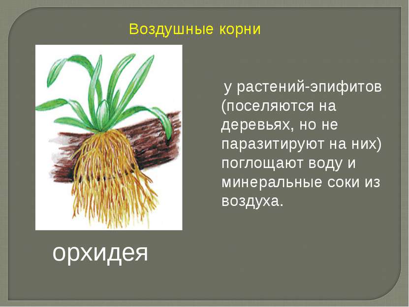 у растений-эпифитов (поселяются на деревьях, но не паразитируют на них) погло...