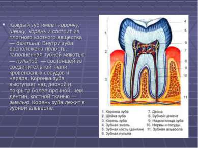 Каждый зуб имеет коронку, шейку, корень и состоит из плотного костного вещест...