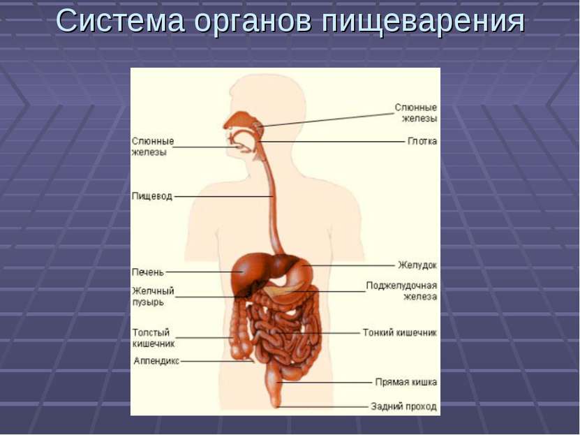 Система органов пищеварения