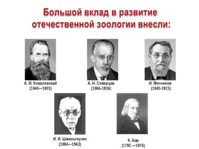                    И. Мечников (1845-1915) А. О. Ковалевский (1840—1901) А. Н...
