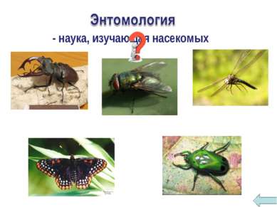 - наука, изучающая насекомых