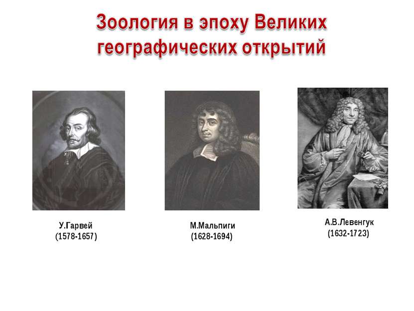 А.В.Левенгук(1632-1723) М.Мальпиги (1628-1694) У.Гарвей (1578-1657)