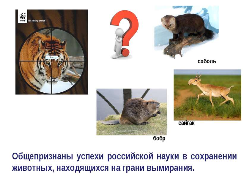 Общепризнаны успехи российской науки в сохранении животных, находящихся на гр...