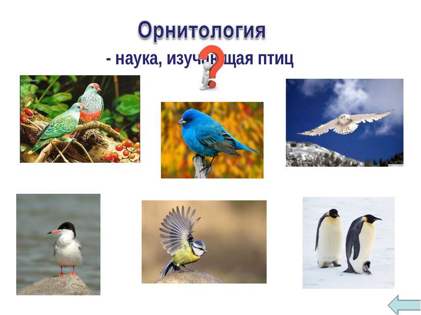 - наука, изучающая птиц