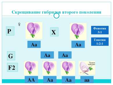 Скрещивание гибридов второго поколения Аа Аа ♂ ♀ Аа Аа G Р Х F2 АА Аa Аa аa Ф...