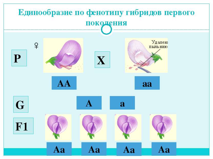 Единообразие по фенотипу гибридов первого поколения АА аа ♂ ♀ А а G Р Х F1 Аa...