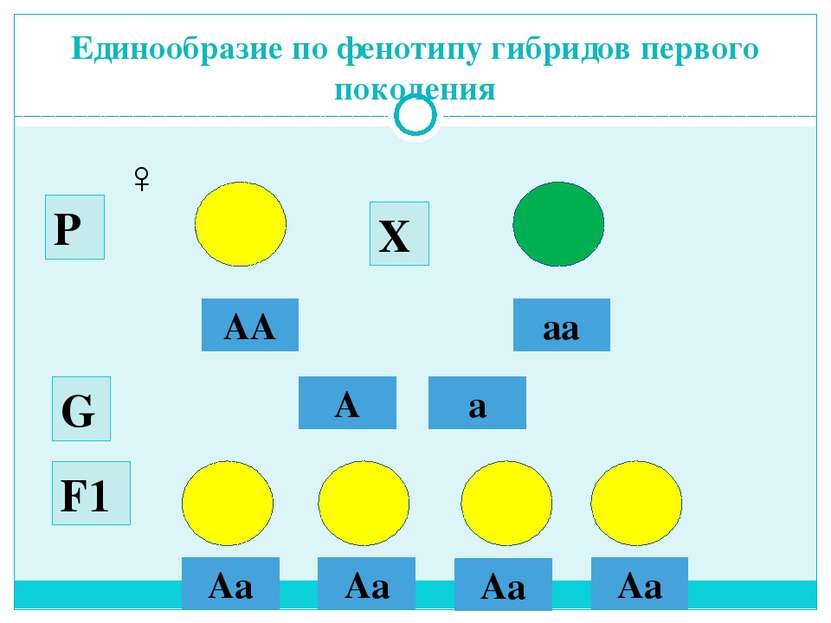 Типы наследования генотип фенотип