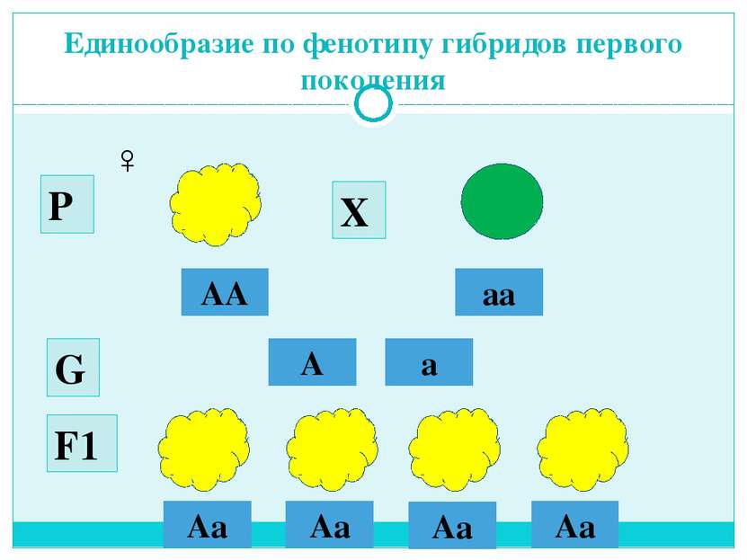 Единообразие по фенотипу гибридов первого поколения АА аа ♂ ♀ А а G Р Х F1 Аa...