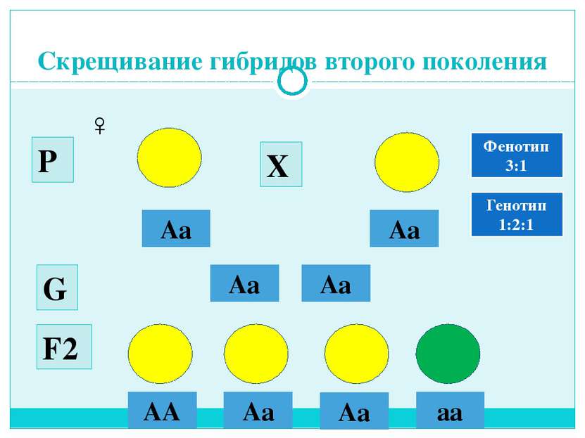 Скрещивание гибридов второго поколения Аа Аа ♂ ♀ Аа Аа G Р Х F2 АА Аa Аa аa Ф...