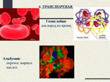 Альбумин-перенос жирных кислот. Гемоглобин- кислород по крови, 4. ТРАНСПОРТНАЯ.