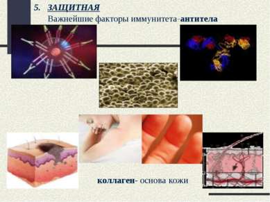 ЗАЩИТНАЯ Важнейшие факторы иммунитета-антитела коллаген- основа кожи