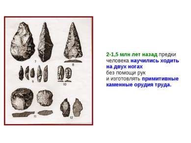 2-1,5 млн лет назад предки человека научились ходить на двух ногах без помощи...