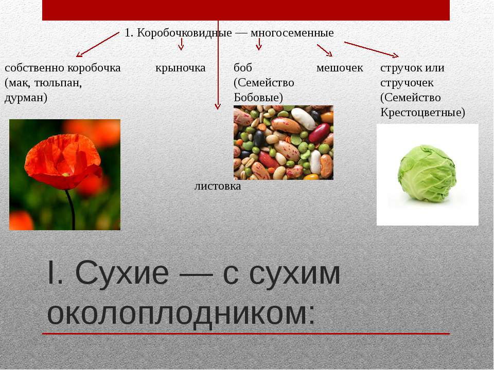 Коробочка характеристика плода. Плоды шиповника сухой околоплодник. Сухой околоплодник. Коробочковидные коробочка. Коробочка околоплодник.