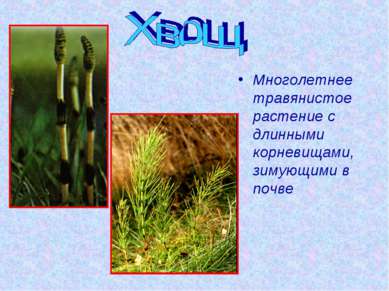 Многолетнее травянистое растение с длинными корневищами, зимующими в почве