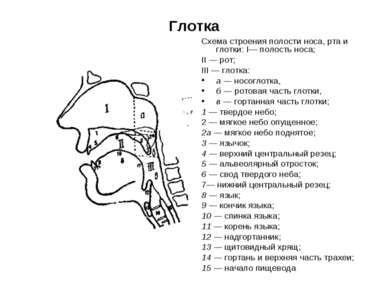 Глотка Схема строения полости носа, рта и глотки: I— полость носа; II — рот; ...