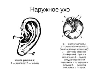 Наружное ухо Ушная раковина: 1 — козелок; 2 — мочка а — натянутая часть; б — ...