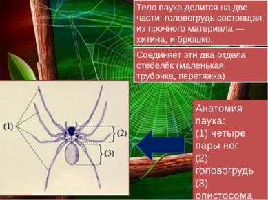 Тело паука делится на две части: головогрудь состоящая из прочного материала ...
