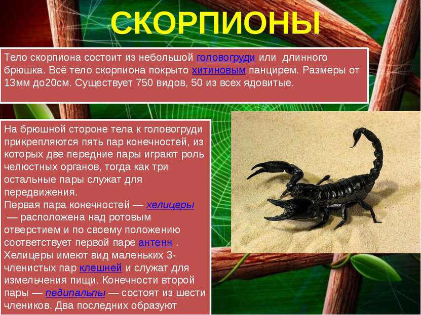 СКОРПИОНЫ Тело скорпиона состоит из небольшой головогруди или  длинного брюшк...