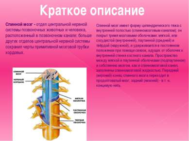 Краткое описание Спинной мозг - отдел центральной нервной системы позвоночных...