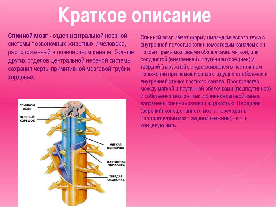 Биология 8 класс информация. Спинной мозг спинномозговой нерв. Спинной мозг структура и функции клеток и тканей. Строения и функции спинного мозга спинной канал. Строение и функции спинного мозга 8 класс.