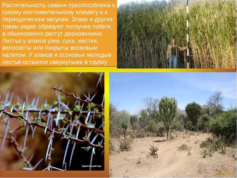 Растительность саванн приспособлена к сухому континентальному климату и к пер...