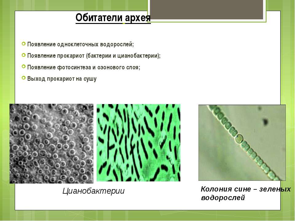 Эра возникновения водорослей. Сине зеленые водоросли Архей. Появление водорослей (появление фотосинтеза). Цианобактерии Архей. Выход жизни на сушу Архей.