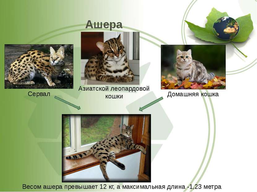 Ашера Сервал Домашняя кошка Весом ашера превышает 12 кг, а максимальная длина...