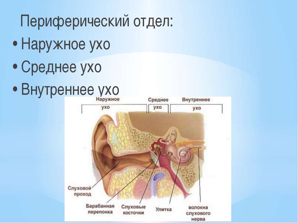 Чем представлен периферический отдел. Анатомия наружного уха и среднего уха. Наружное среднее и внутреннее ухо. Строение внутреннего уха. Периферический отдел наружное среднее ухо.