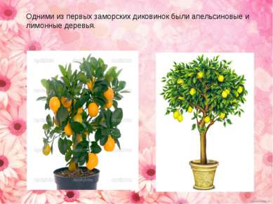 Одними из первых заморских диковинок были апельсиновые и лимонные деревья.