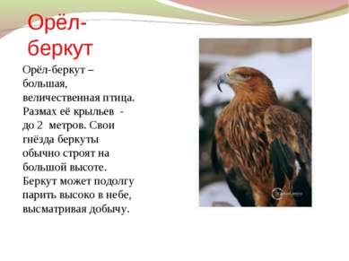 Орёл-беркут Орёл-беркут – большая, величественная птица. Размах её крыльев - ...