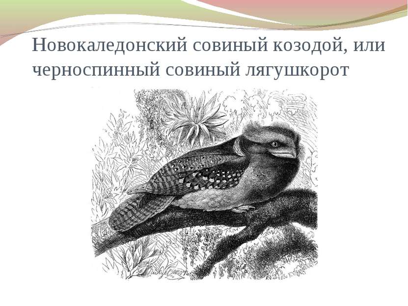 Новокаледонский совиный козодой, или черноспинный совиный лягушкорот