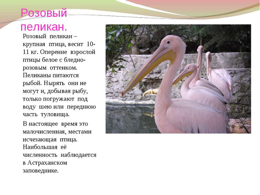 Розовый пеликан. Розовый пеликан – крупная птица, весит 10-11 кг. Оперение вз...