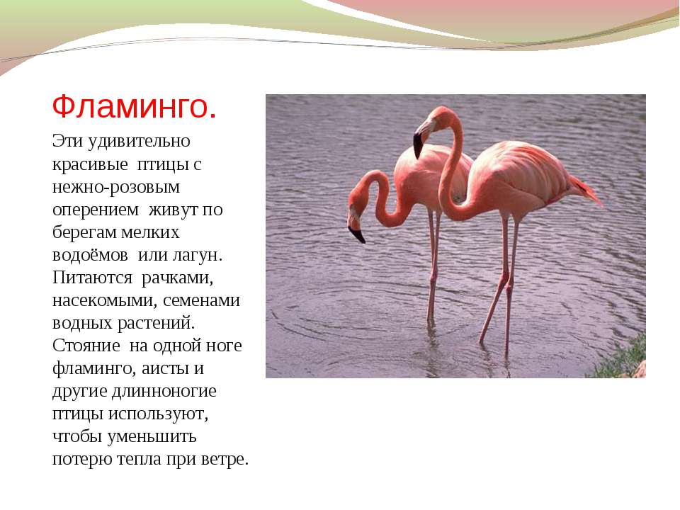 Фламинго сообщение. Розовый Фламинго красная книга краткое описание для детей. Описание розовый Фламинго для 2 класса красная книга. Фламинго красная книга краткое описание для детей. Фламинго краткое описание для детей 1 класса.
