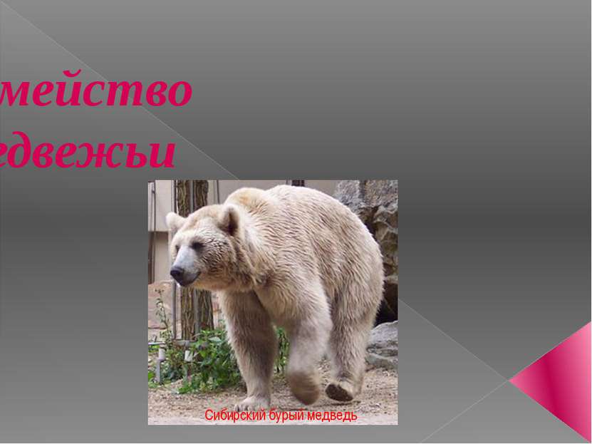 Семейство Медвежьи Сибирский бурый медведь
