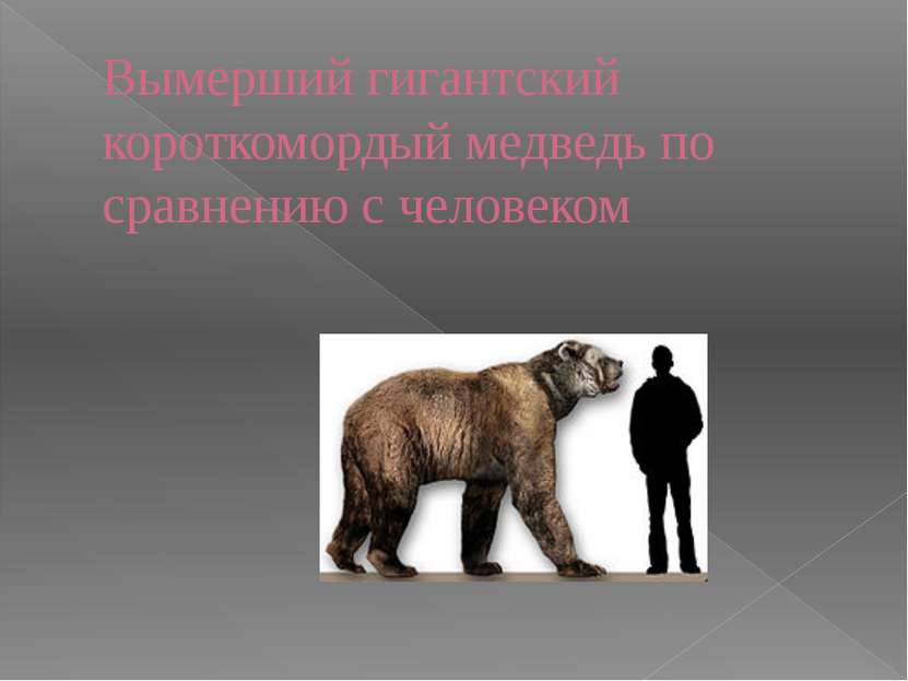 Вымерший гигантский короткомордый медведь по сравнению с человеком