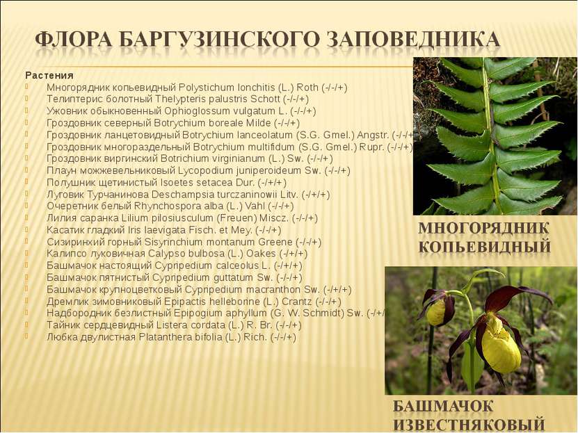 Растения Многорядник копьевидный Polystichum lonchitis (L.) Roth (-/-/+) Тели...