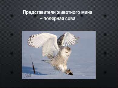 Представители животного мина – полярная сова