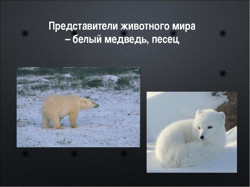 Представители животного мира – белый медведь, песец