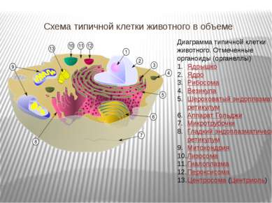 Схема типичной клетки животного в объеме Диаграмма типичной клетки животного....