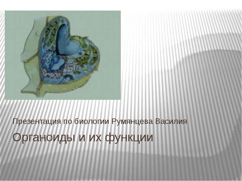 Органоиды и их функции Презентация по биологии Румянцева Василия
