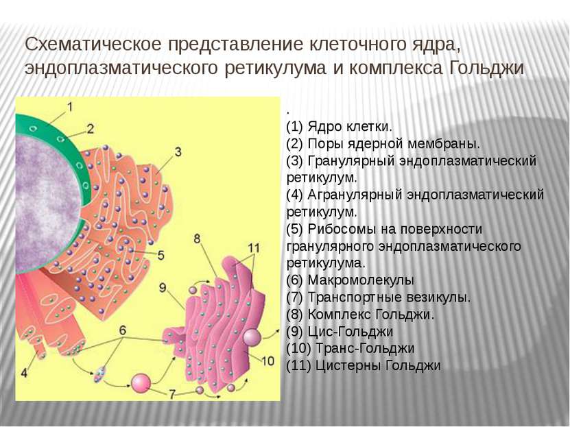 Схематическое представление клеточного ядра, эндоплазматического ретикулума и...