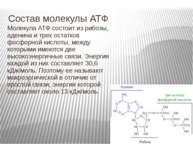 Состав молекулы АТФ Молекула АТФ состоит из рибозы, аденина и трех остатков ф...